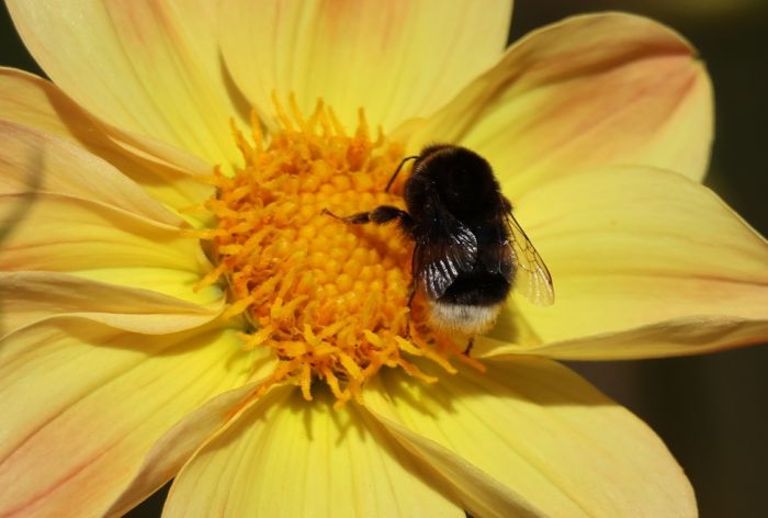 Hummel
