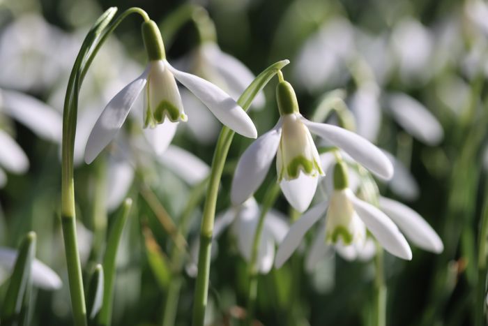 Schneeglöckchen