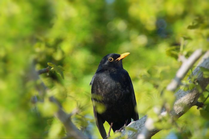 Amsel