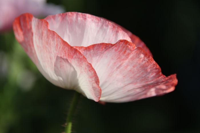 Mohnblume