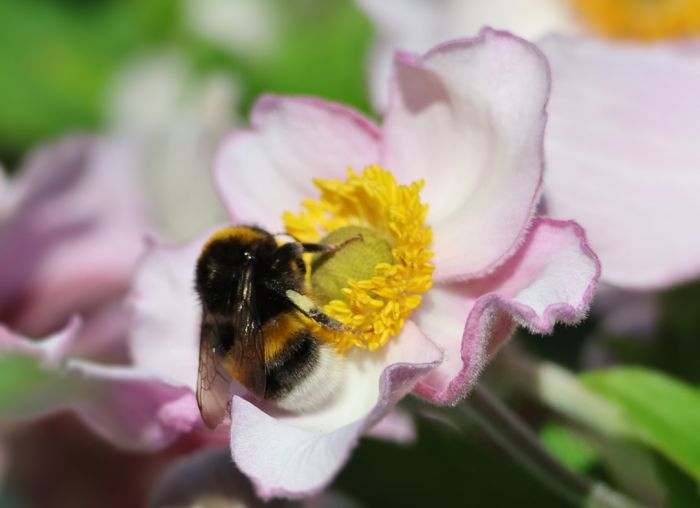 Hummel