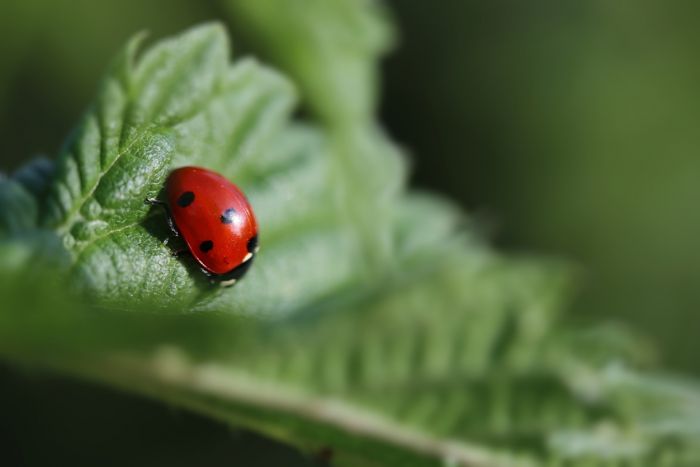 Marienkäfer