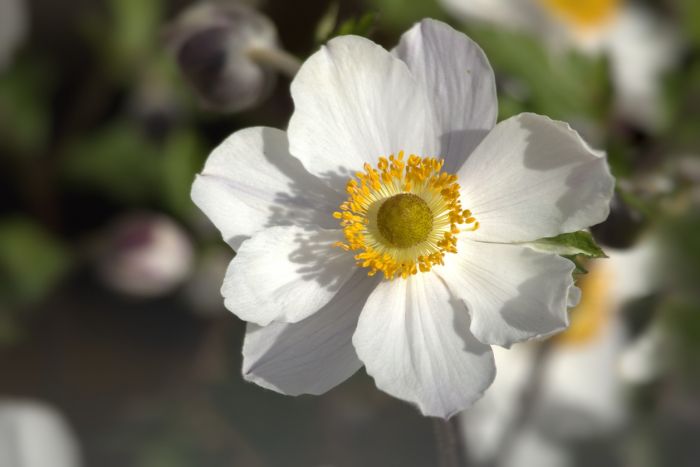 Blüte