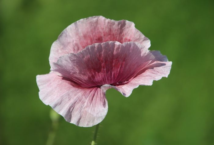Mohnblume