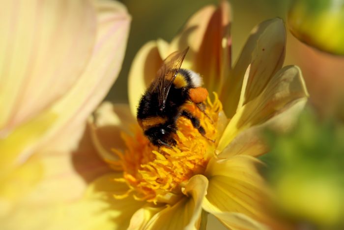 Hummel
