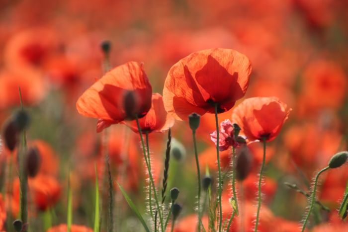 Mohn