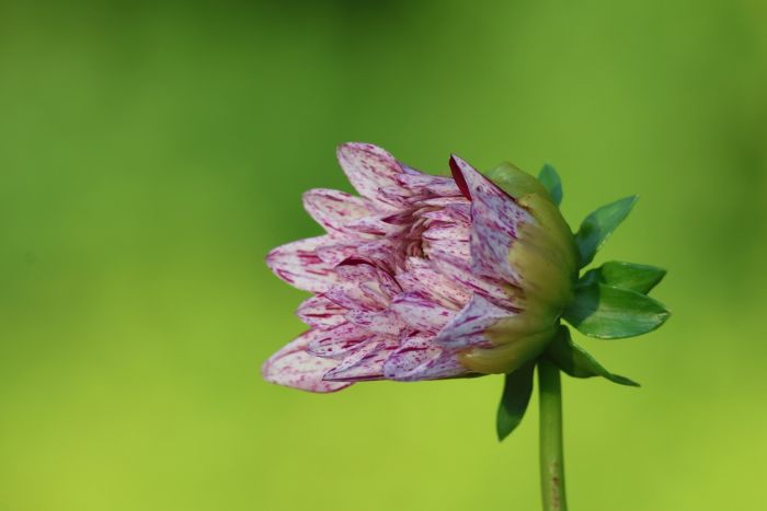 Dahlienknospe
