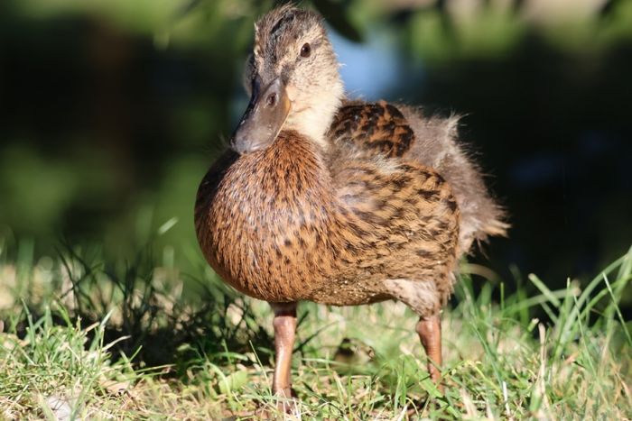 Ente
