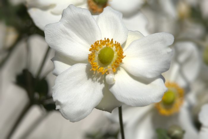 Blüte