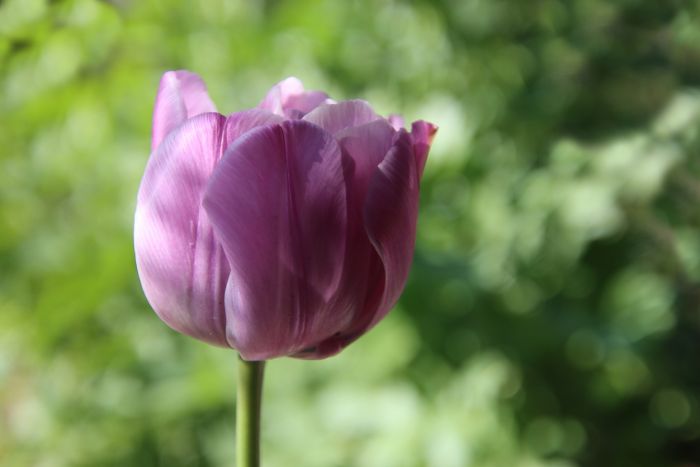 Tulpe