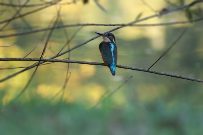 Eisvogel