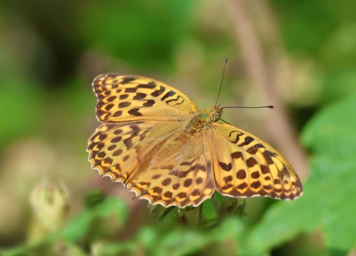 Schmetterling