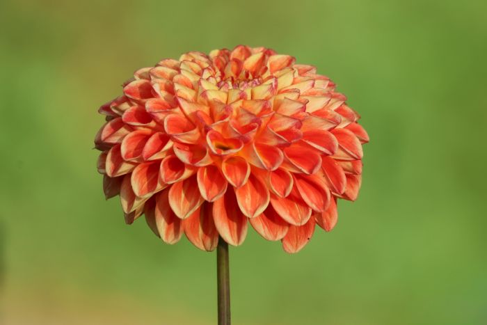 Dahlie