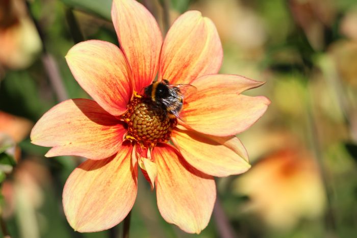Hummel