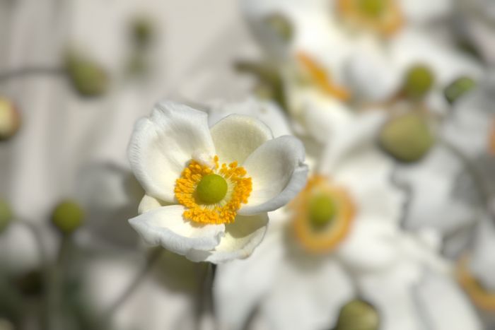 Blüte