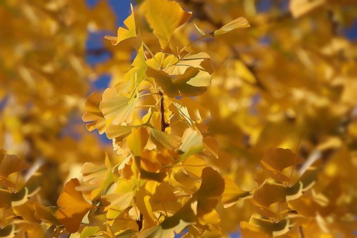 Ginkgo