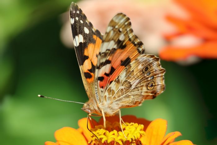 Schmetterling