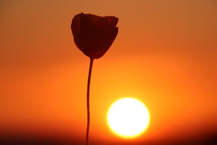 Mohnblume