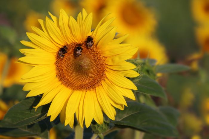 Sonnenblume mit Besuch