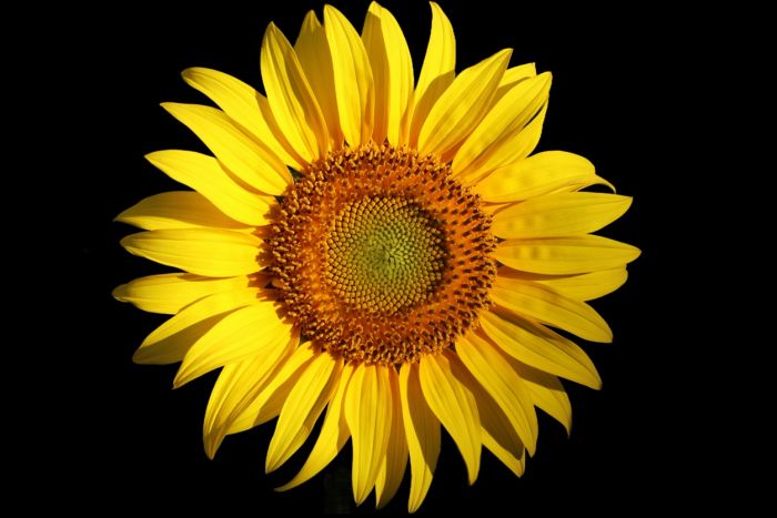 Sonnenblume
