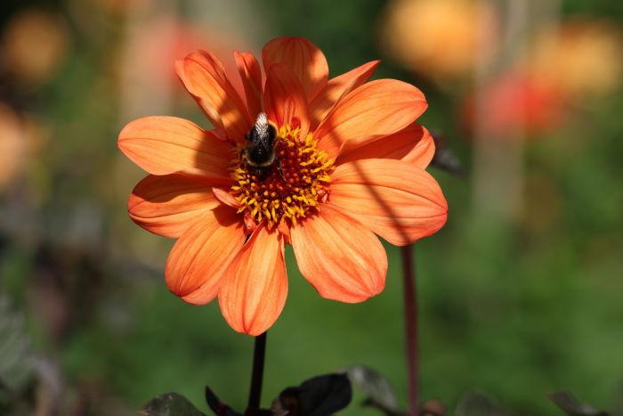 Hummel