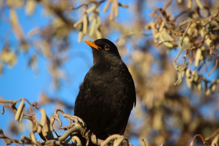 Amsel