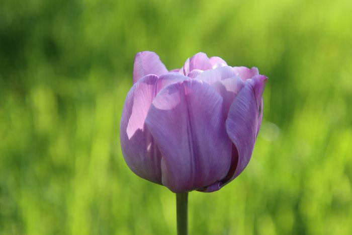 Tulpe