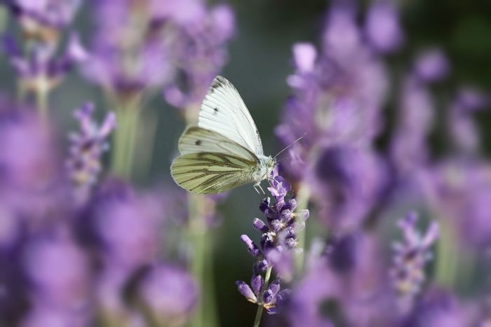 Schmetterling