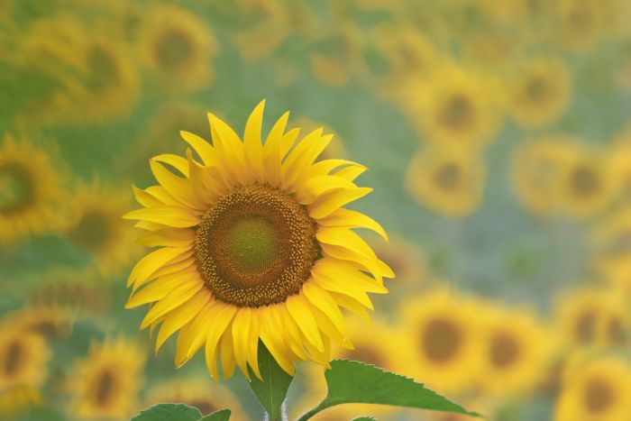 Sonnenblume Sonnenblume