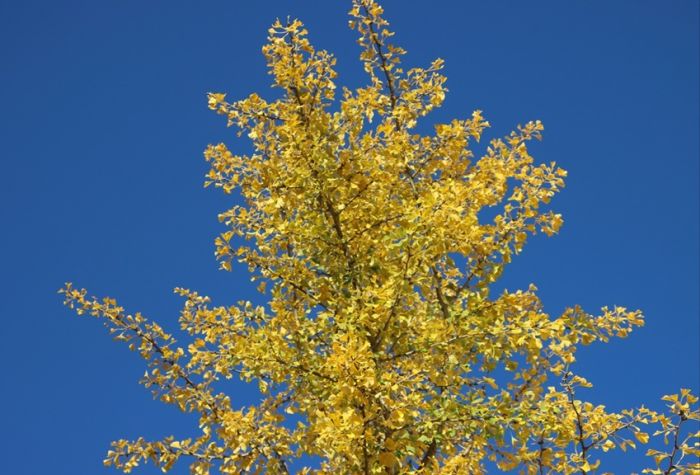 Ginkgo
