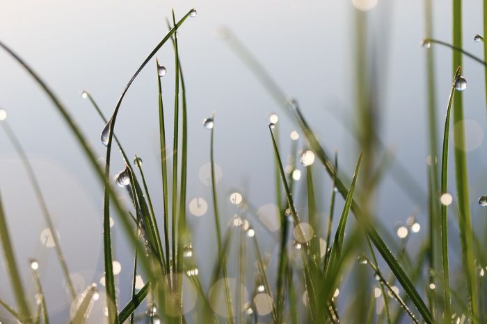 Gräser mit Morgentau