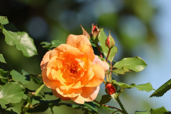 Rose