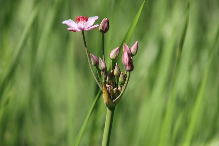 Schwanenblüten