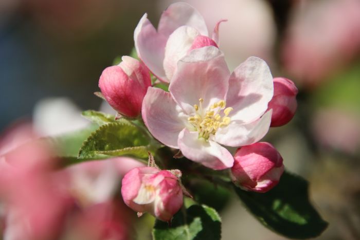 Apfelblüte