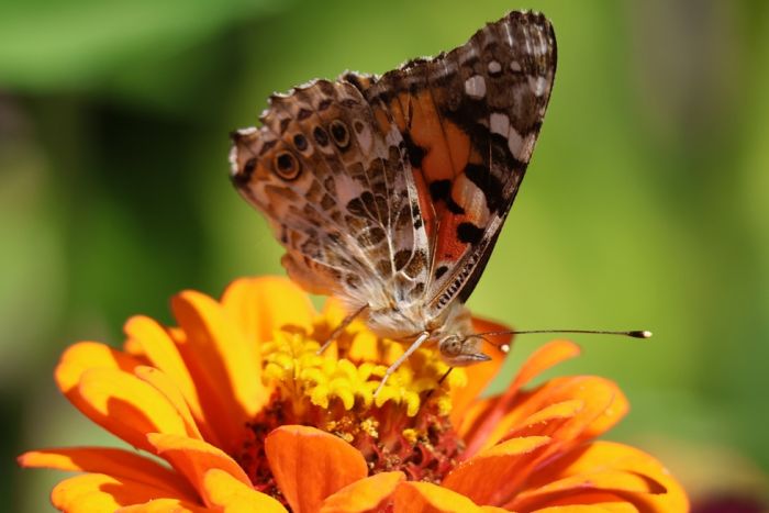 Schmetterling
