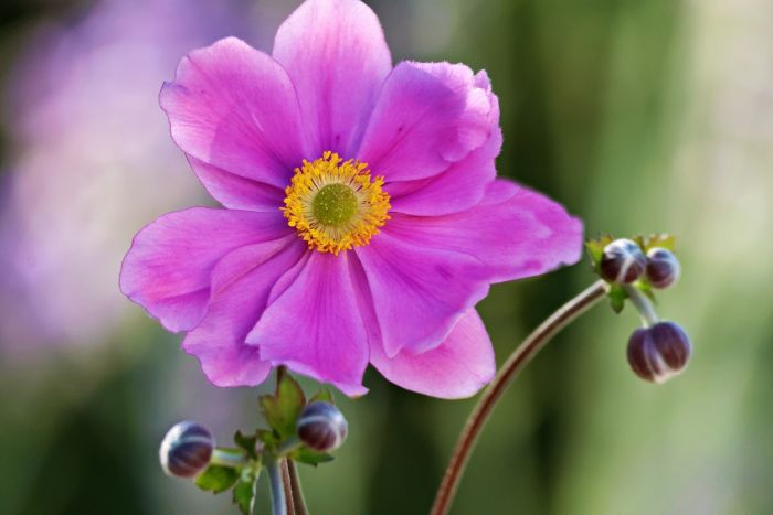 Blüte