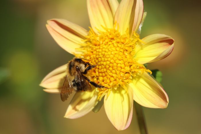 Hummel