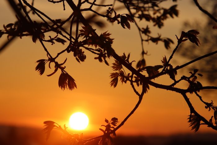 Blätter bei Sonnenaufgang