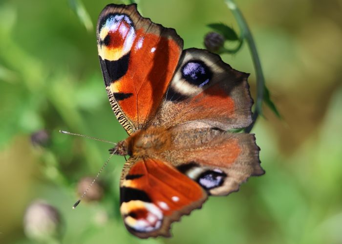 Schmetterling