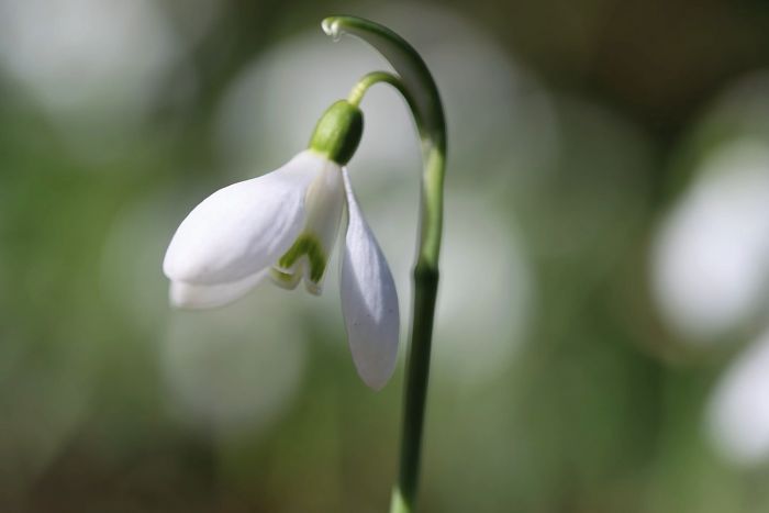 Schneeglöckchen