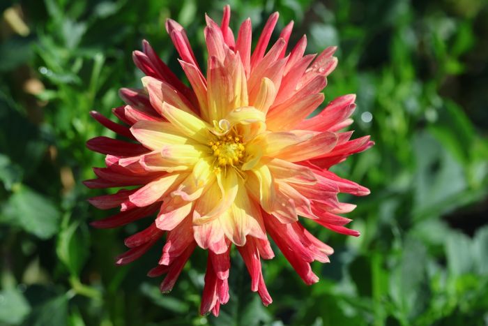 Dahlie