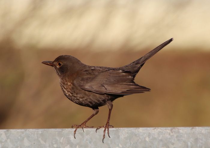 Amsel