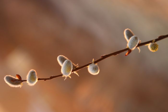 Weidenkätzchen