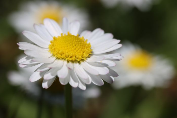 Gänseblümchen