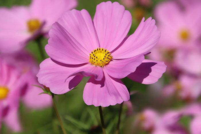 Cosmea