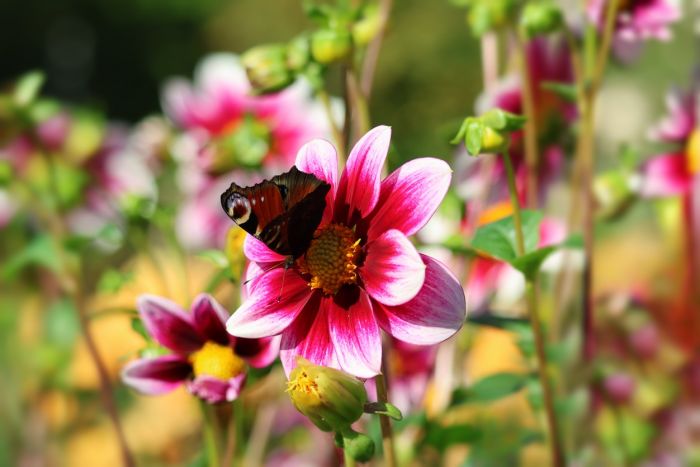 Schmetterling