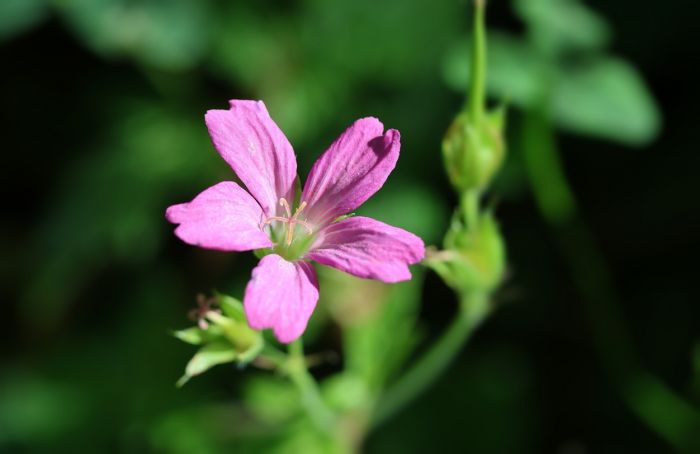 Waldblüte
