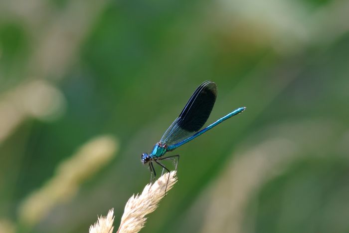 Libelle