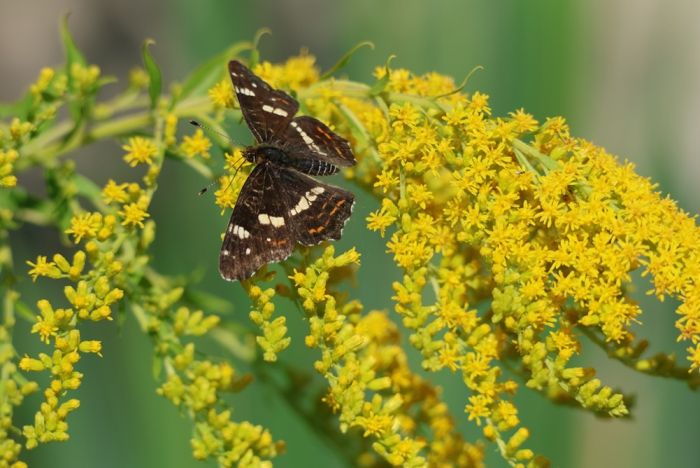 Schmetterling