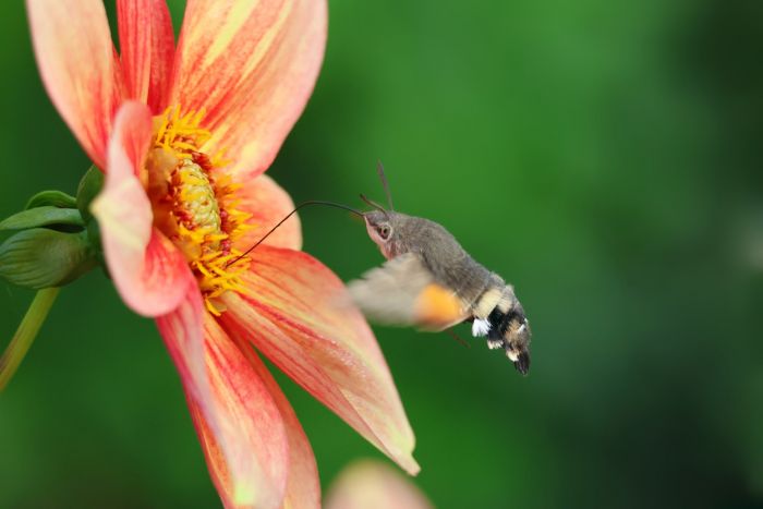 Dahlie und Taubenschwänzchen